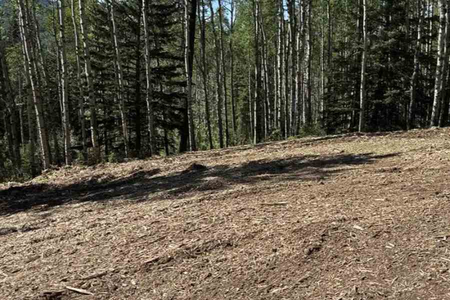Brush Cutting vs Forestry Mulching