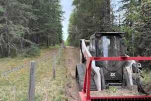 Tree Mulching vs Forestry Mulching