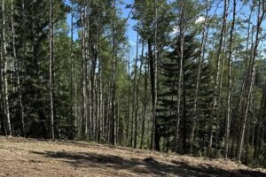 Common Land Clearing Mistakes Rural Property Owners Make in Sundre