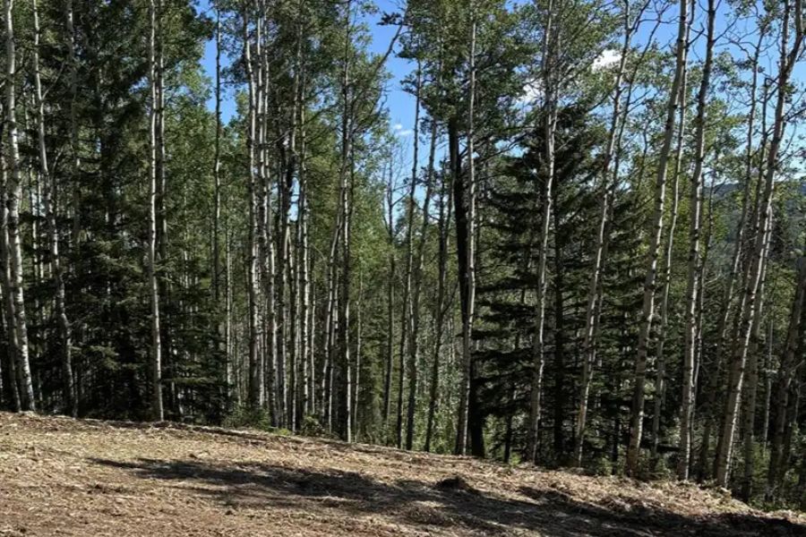 Common Land Clearing Mistakes Rural Property Owners Make in Sundre