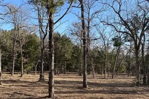 Forest Thinning Use Cases