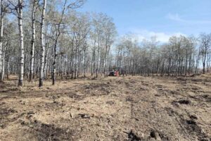 overgrown land clearing signs
