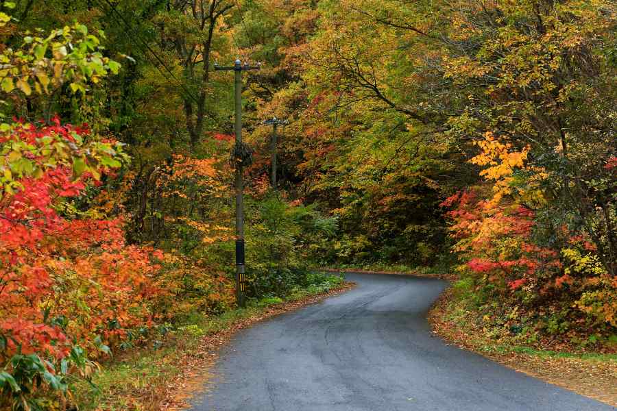Trail Cutting vs Access Clearing