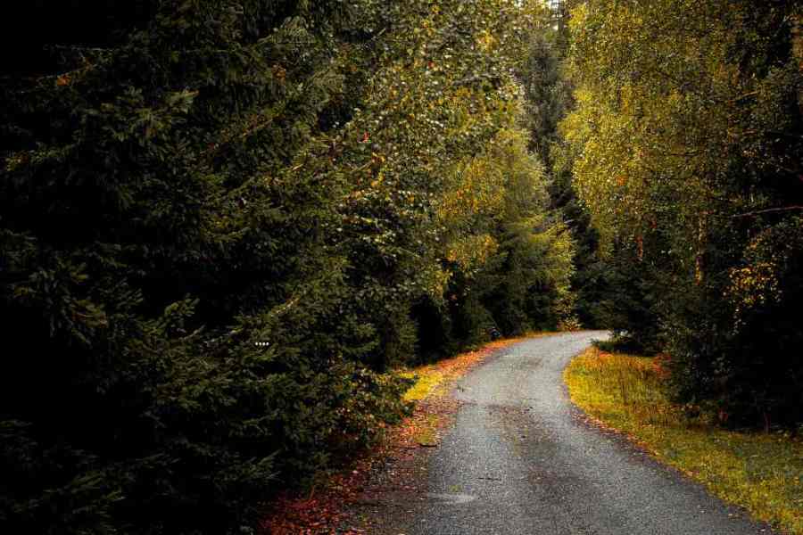 Right of Way Vegetation Management